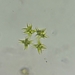 Selenastrum bibraianum - Photo (c) Shelly Wu, μερικά δικαιώματα διατηρούνται (CC BY-NC), uploaded by Shelly Wu