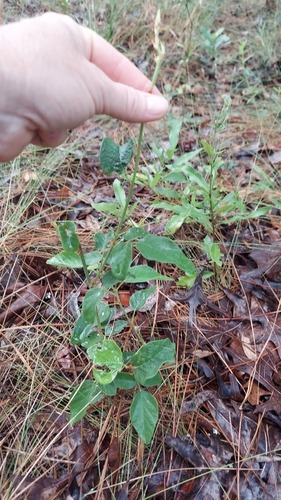 Florida Ticktrefoil (Desmodium floridanum)
