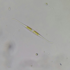 Nitzschia reversa