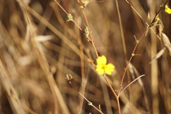 Calycadenia truncata