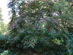 Ilex verticillata