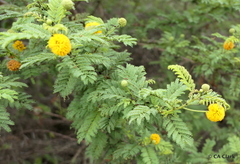 Vachellia rorudiana