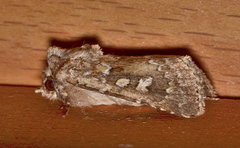 Ectopatria
