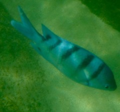 Abudefduf abdominalis