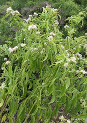 Alternanthera echinocephala