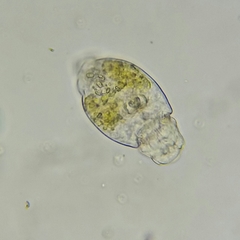 Bdelloidea
