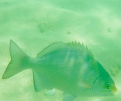 Kyphosus hawaiiensis