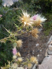 Cirsium arizonicum