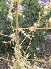 Cirsium arizonicum