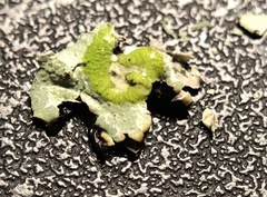 Hypogymnia occidentalis