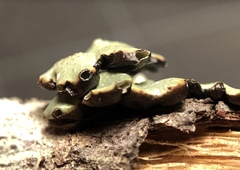 Hypogymnia occidentalis