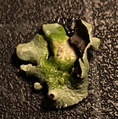 Hypogymnia occidentalis