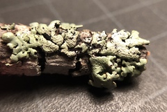 Hypogymnia occidentalis