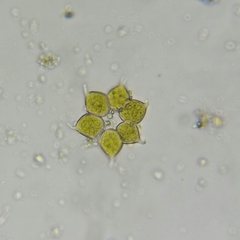 Hydrodictyaceae
