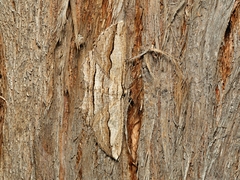 Euphronarcha luxaria