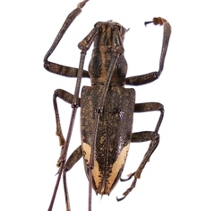 Pelargoderus rubropunctatus