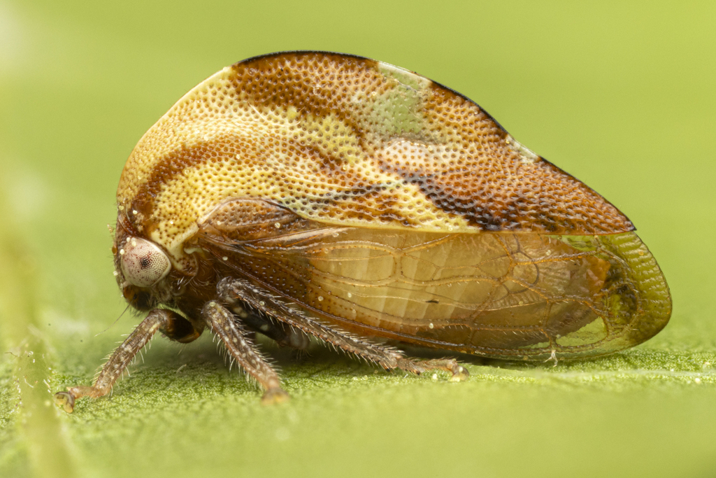 Cyrtolobus discoidalis