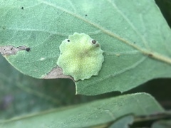 Andricus pattersonae