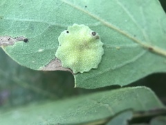 Andricus pattersonae