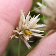 Alternanthera echinocephala
