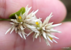Alternanthera echinocephala