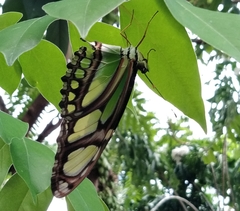 Philaethria dido