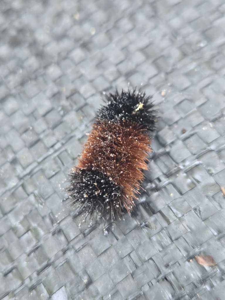 Isabella Tiger Moth from Erie, PA 16507, USA on June 10, 2025 at 11:02 ...