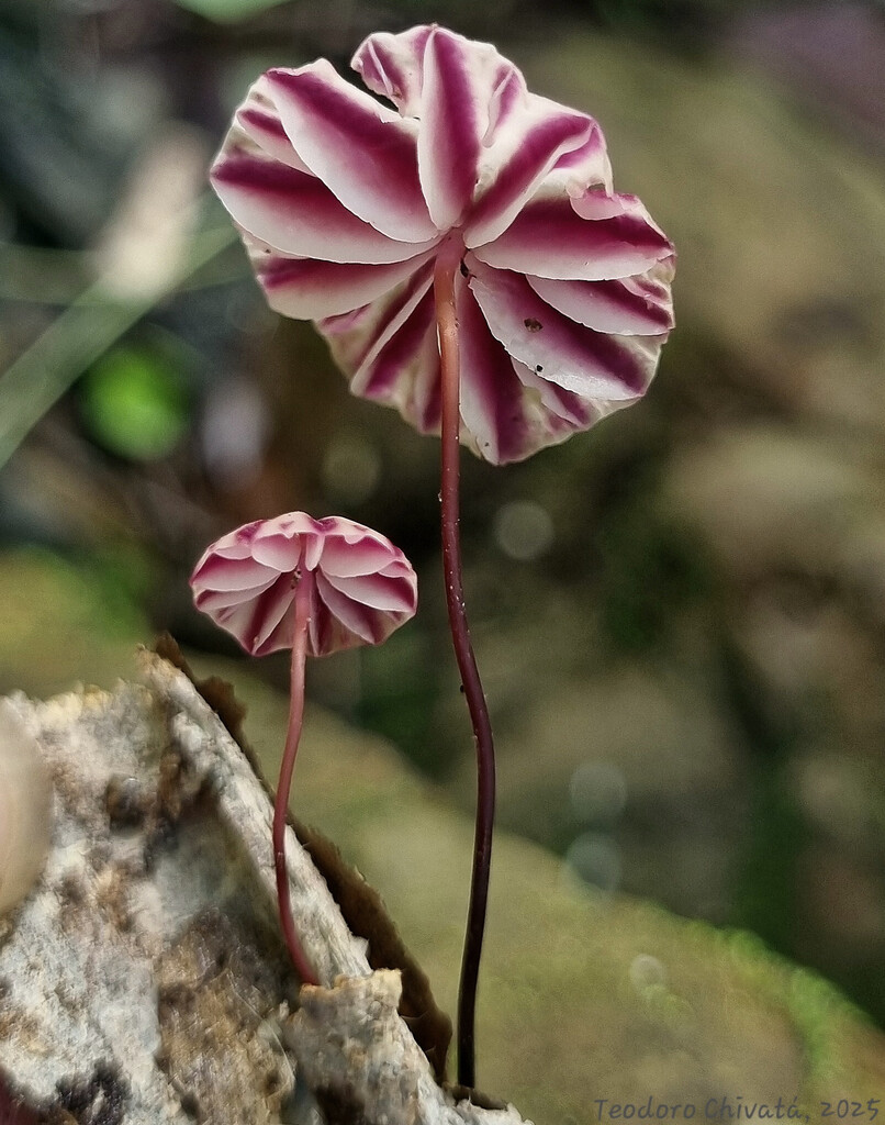 Marasmius tageticolor · May 2025 · photo: © teodoro_chivatabedoya (iNaturalist, cc-by)
