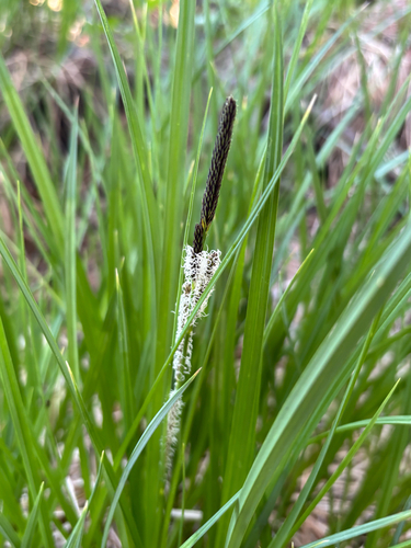 Swamp Carex