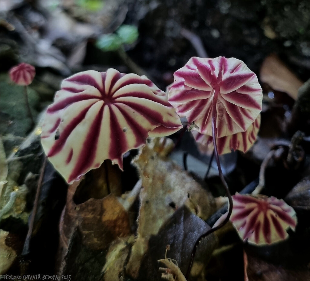 Marasmius tageticolor · May 2025 · photo: © teodoro_chivatabedoya (iNaturalist, cc-by)