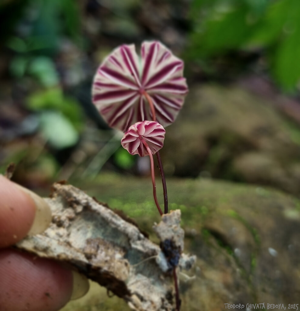 Marasmius tageticolor · May 2025 · photo: © teodoro_chivatabedoya (iNaturalist, cc-by)