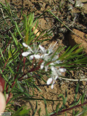Agathosma bisulca