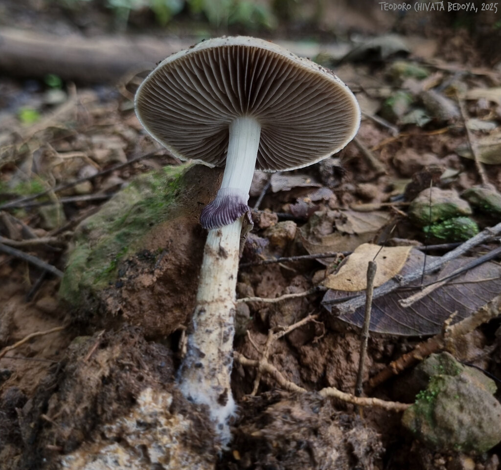 Psilocybe cubensis · May 2025 · photo: © teodoro_chivatabedoya (iNaturalist, cc-by)