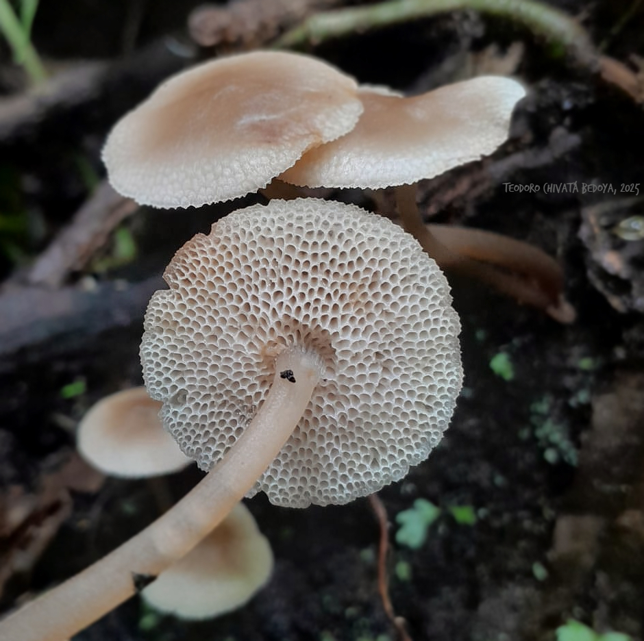 Filoboletus gracilis · May 2025 · photo: © teodoro_chivatabedoya (iNaturalist, cc-by)