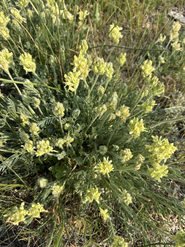 field locoweed