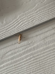 Eburia quadrigeminata