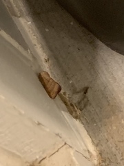 Eburia quadrigeminata