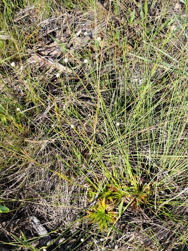 Paepalanthus anceps, photograph 3