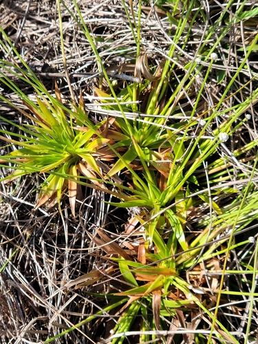 Paepalanthus anceps, photograph 4