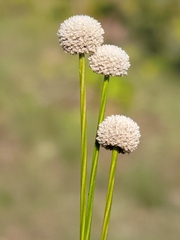 Jay Horn, CC BY, iNaturalist via GBIF Paepalanthus anceps, photograph Jay Horn, CC BY, iNaturalist via GBIF