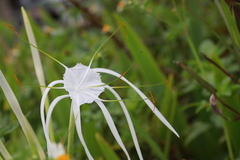 Hymenocallis speciosa
