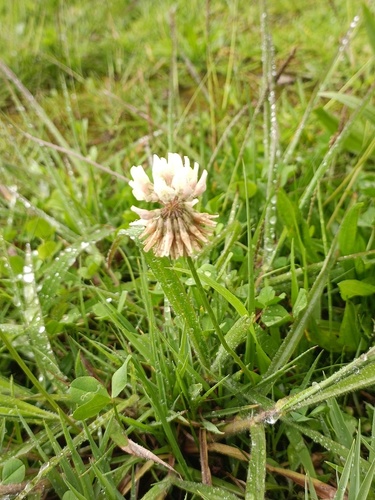 white clover
