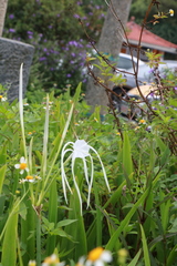 Hymenocallis speciosa