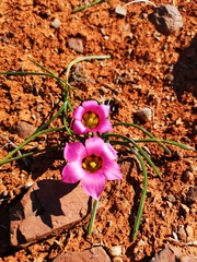 Romulea subfistulosa