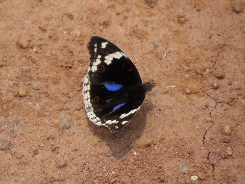 Blue-spot Pansy