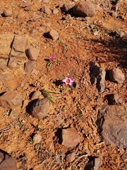 Romulea subfistulosa