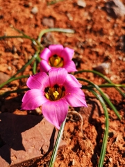 Romulea subfistulosa