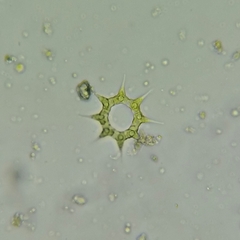 Hydrodictyaceae