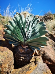 Boophone haemanthoides