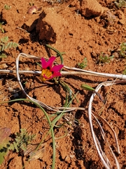 Romulea subfistulosa